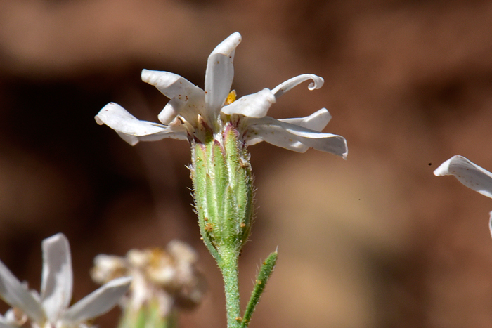 Rose Heath has green phyllaries, narrowly linear in 3 to 7 vertical series, the pappi are white with barbellate bristles and the fruit is an achene. Chaetopappa ericoides 